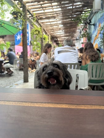 A small black and brown dog with a happy expression sits at a wooden table in an outdoor setting. In the background, people are seated at tables under a pergola with greenery and colorful murals on the walls.