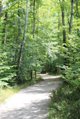 A serene green forest path symbolizing intuition and growth.