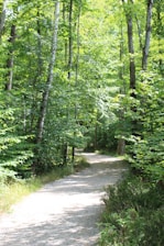 A serene, sunlit path through a lush green forest symbolizing inner awakening