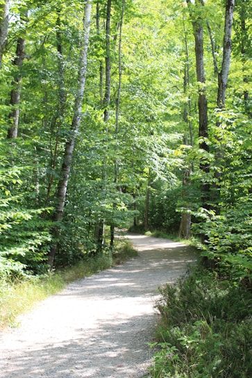 A serene, sunlit path through a lush green forest symbolizing a journey toward health and balance.