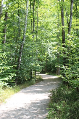 A serene forest path surrounded by lush green trees and foliage. Sunlight filters through the leaves, creating a pattern of light and shadow on the ground. The path is slightly curved, inviting a sense of exploration and tranquility.