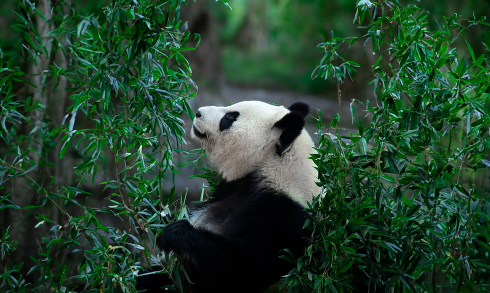 a panda bear sitting on top of a lush green tree