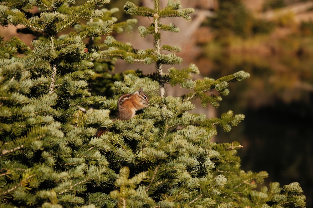 a small bird perched on top of a pine tree