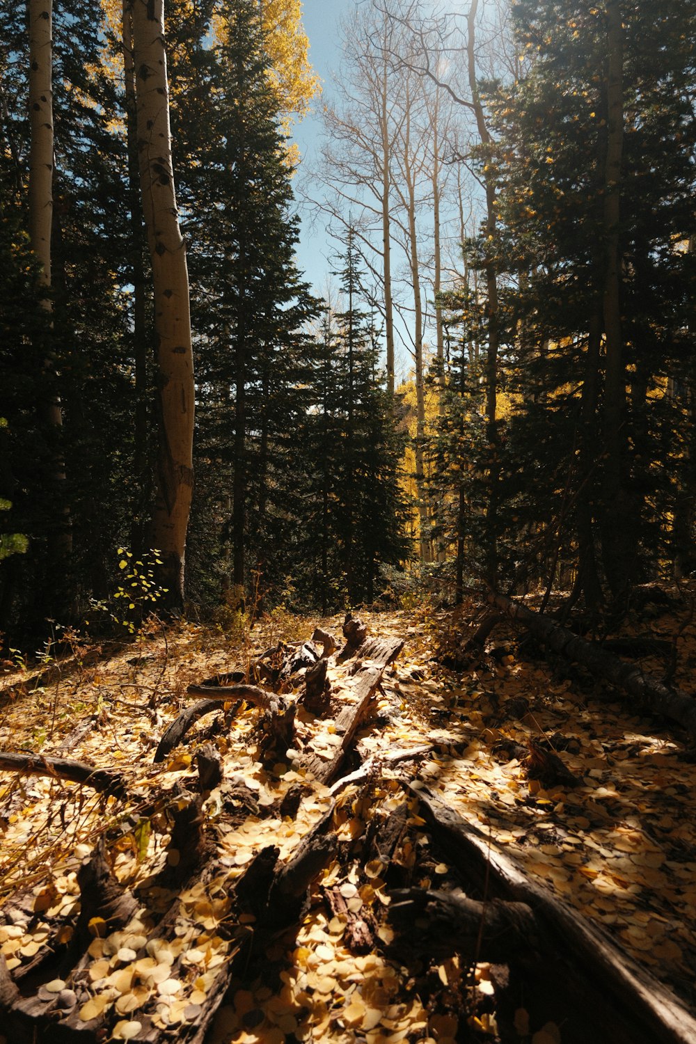 a trail in the woods with fallen leaves on the ground