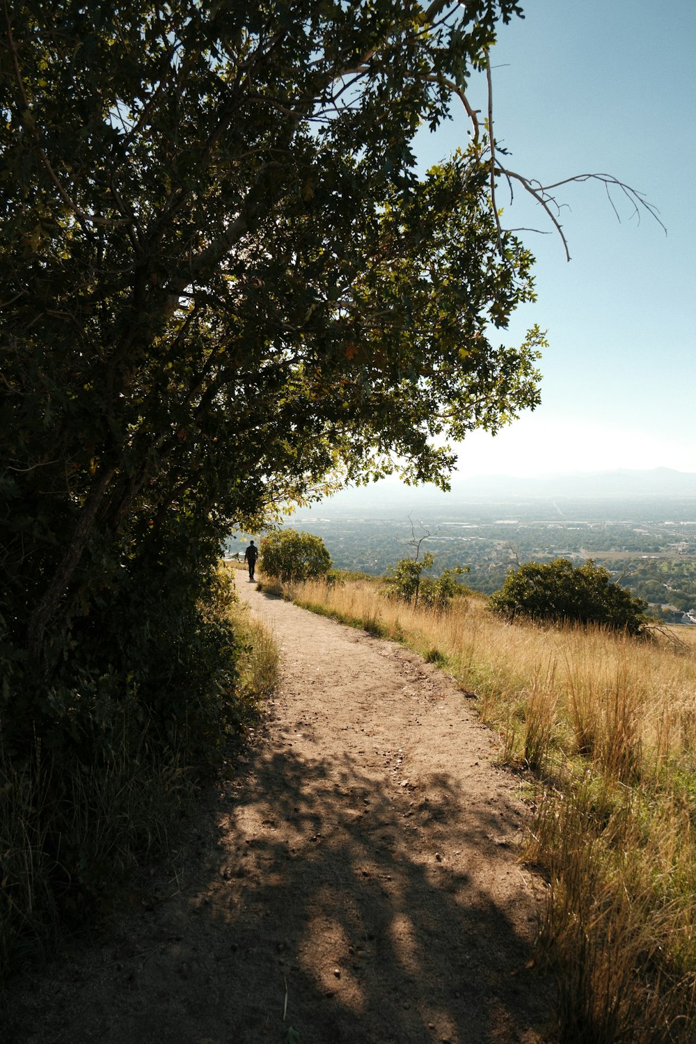 a person walking down a dirt road next to a tree