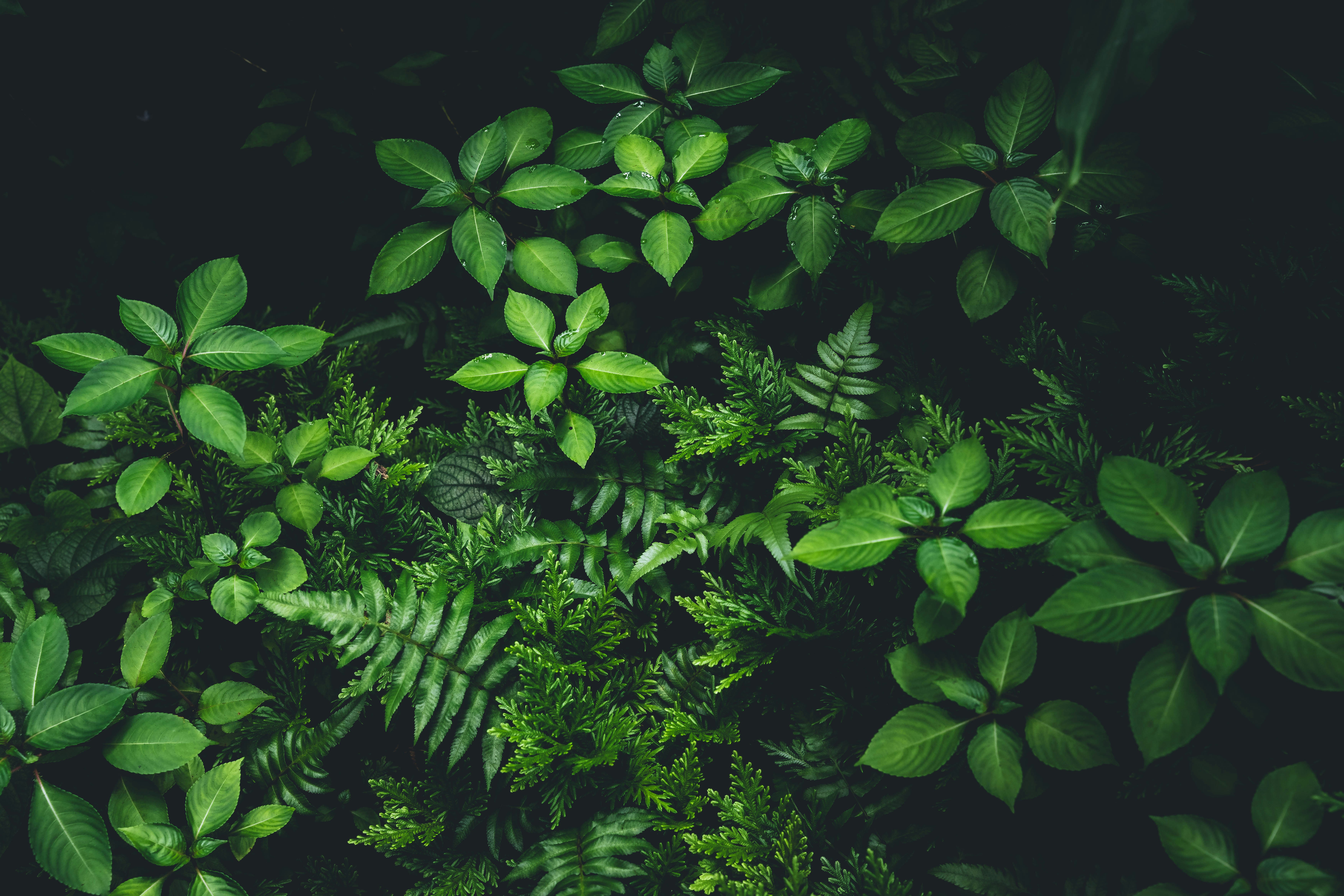 a bunch of green plants that are in the dark