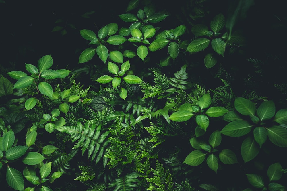 a bunch of green plants that are in the dark
