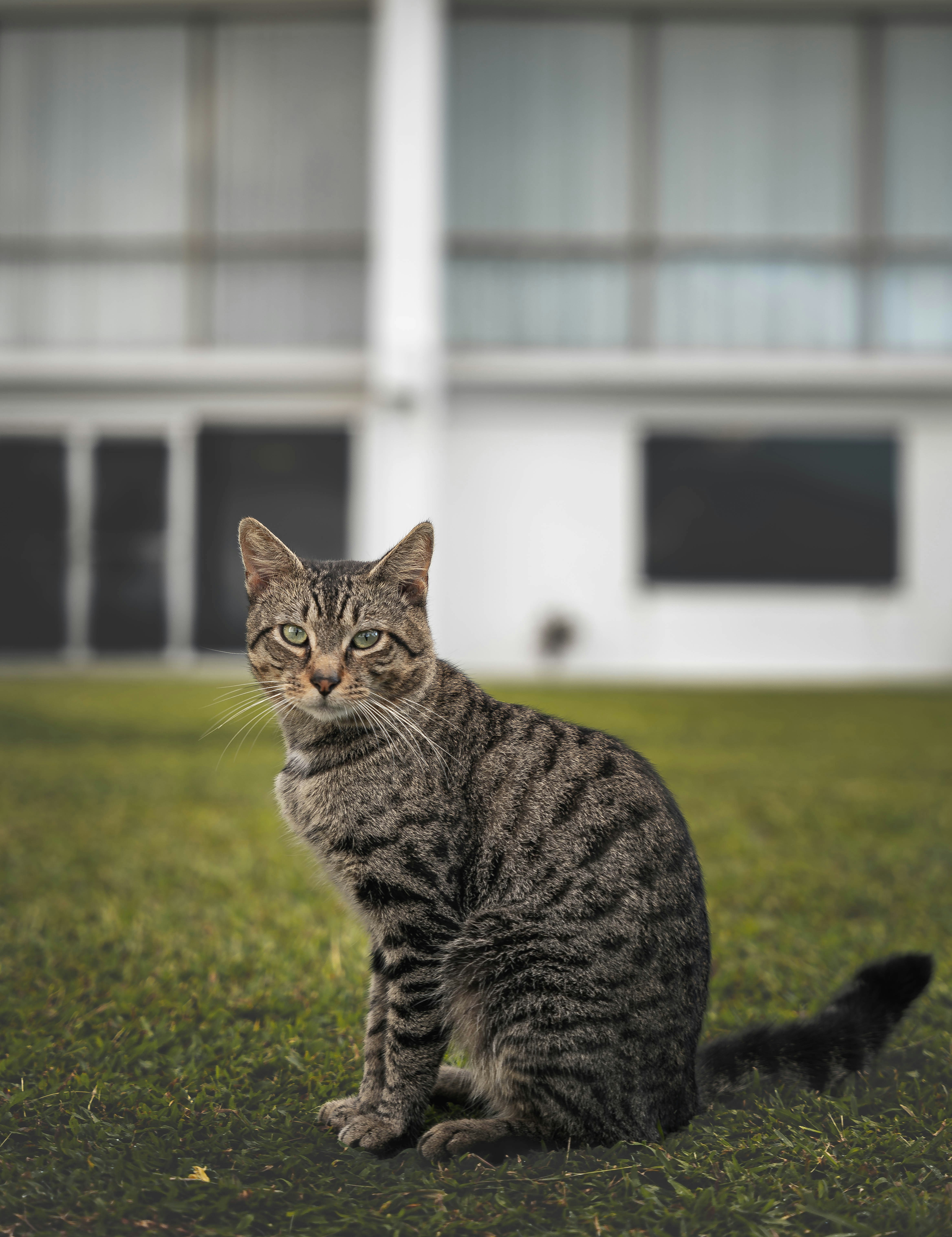 a cat sitting in the grass in front of a building