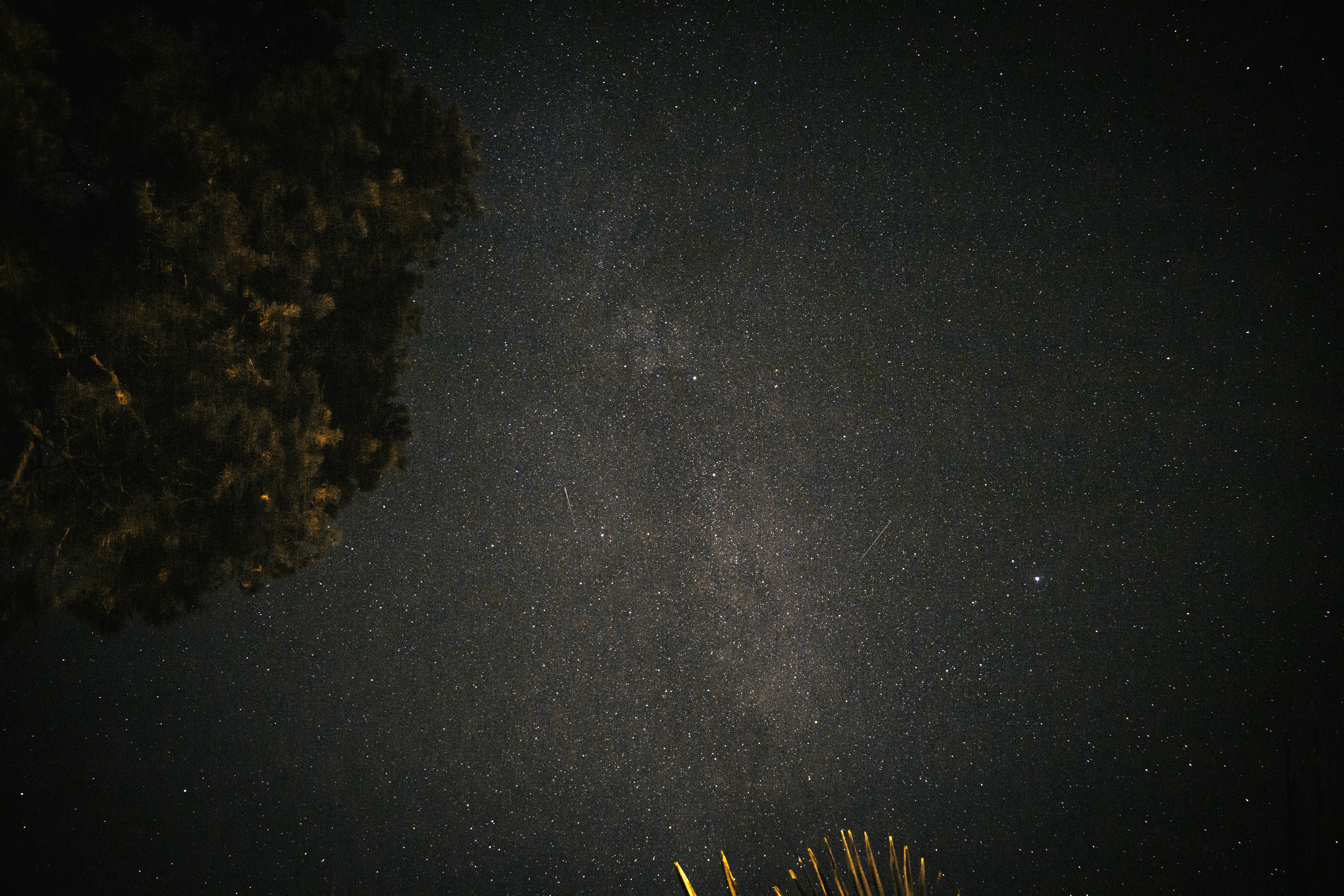the night sky with stars and a tree