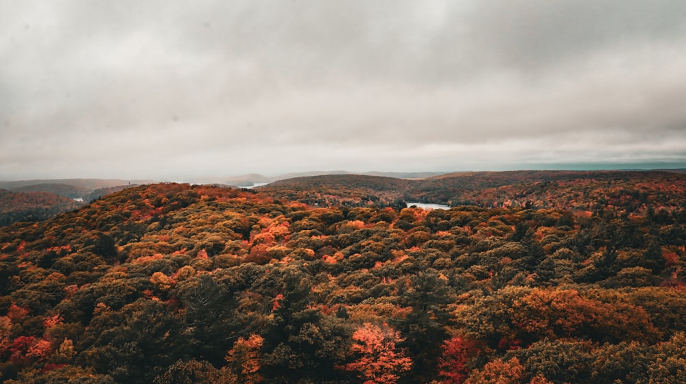 an aerial view of a forest with lots of trees