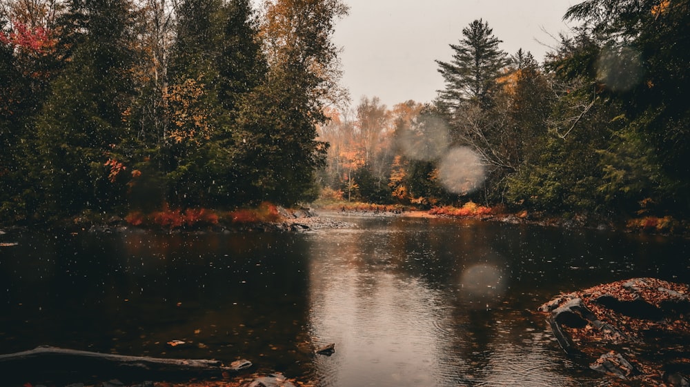 a river surrounded by trees in the fall