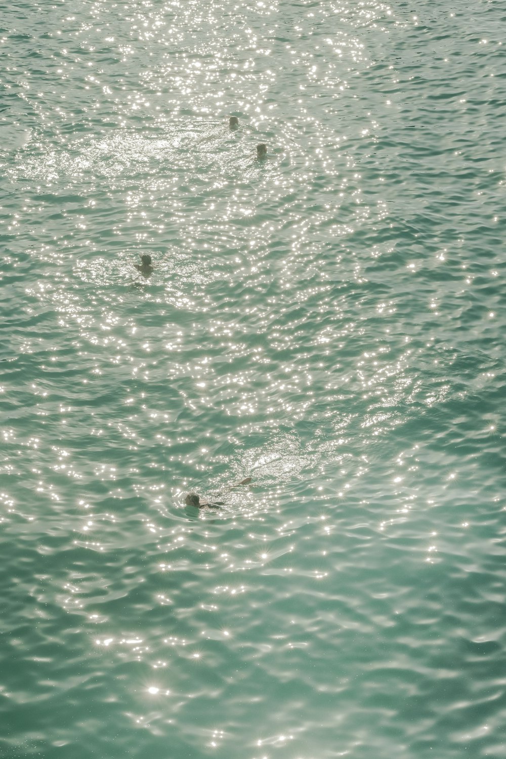 a group of birds floating on top of a body of water