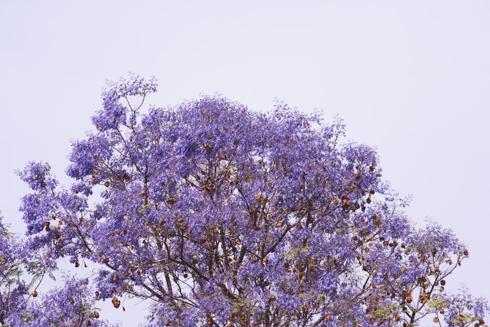 a purple tree with lots of purple flowers