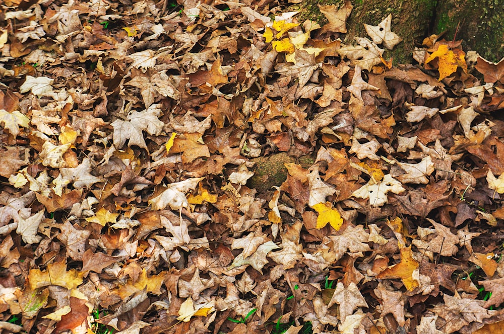 a bunch of leaves on the ground next to a tree