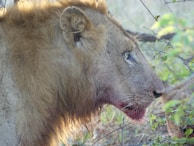 A close-up side profile of a lion with a focus on its face and mane. The lion's fur appears rough and brownish, and there is visible blood around its mouth, likely from a recent hunt. The background is blurred but includes some green foliage and branches.