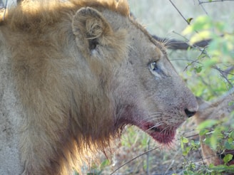A close-up side profile of a lion with a focus on its face and mane. The lion's fur appears rough and brownish, and there is visible blood around its mouth, likely from a recent hunt. The background is blurred but includes some green foliage and branches.