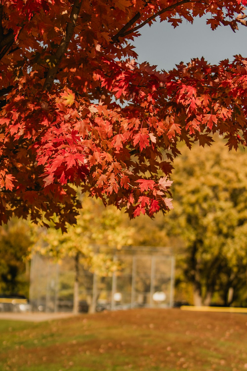 a tree with red leaves in a park