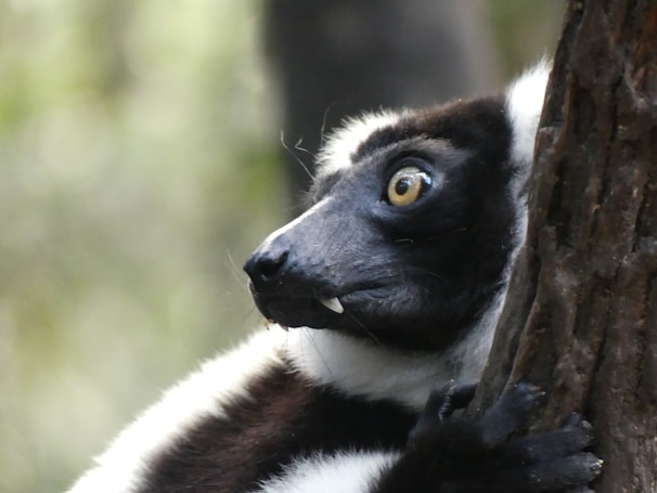 A close-up of a curious indri lemur perched on a mossy branch in Madagascar's rainforest.