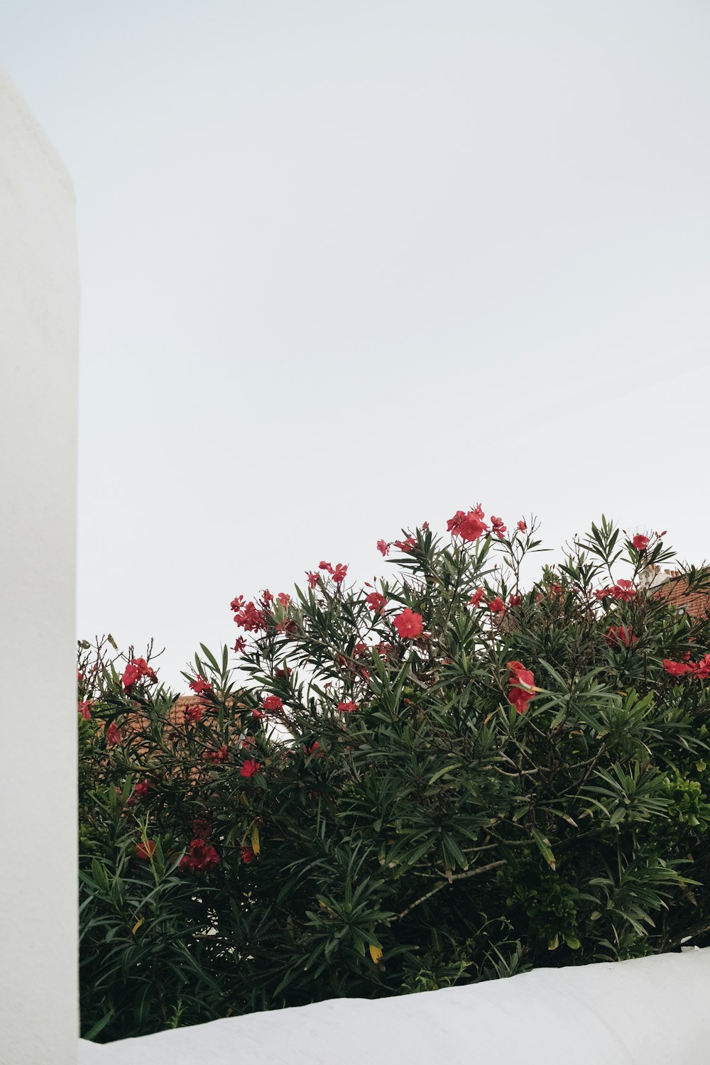 a white building with red flowers on the top of it