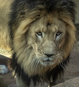 A majestic lion with a thick, dark mane stands facing the viewer. The lion's gaze is intense, and its fur is a blend of golden and brown hues. The background consists of an earthy setting, possibly in a natural habitat or zoo.