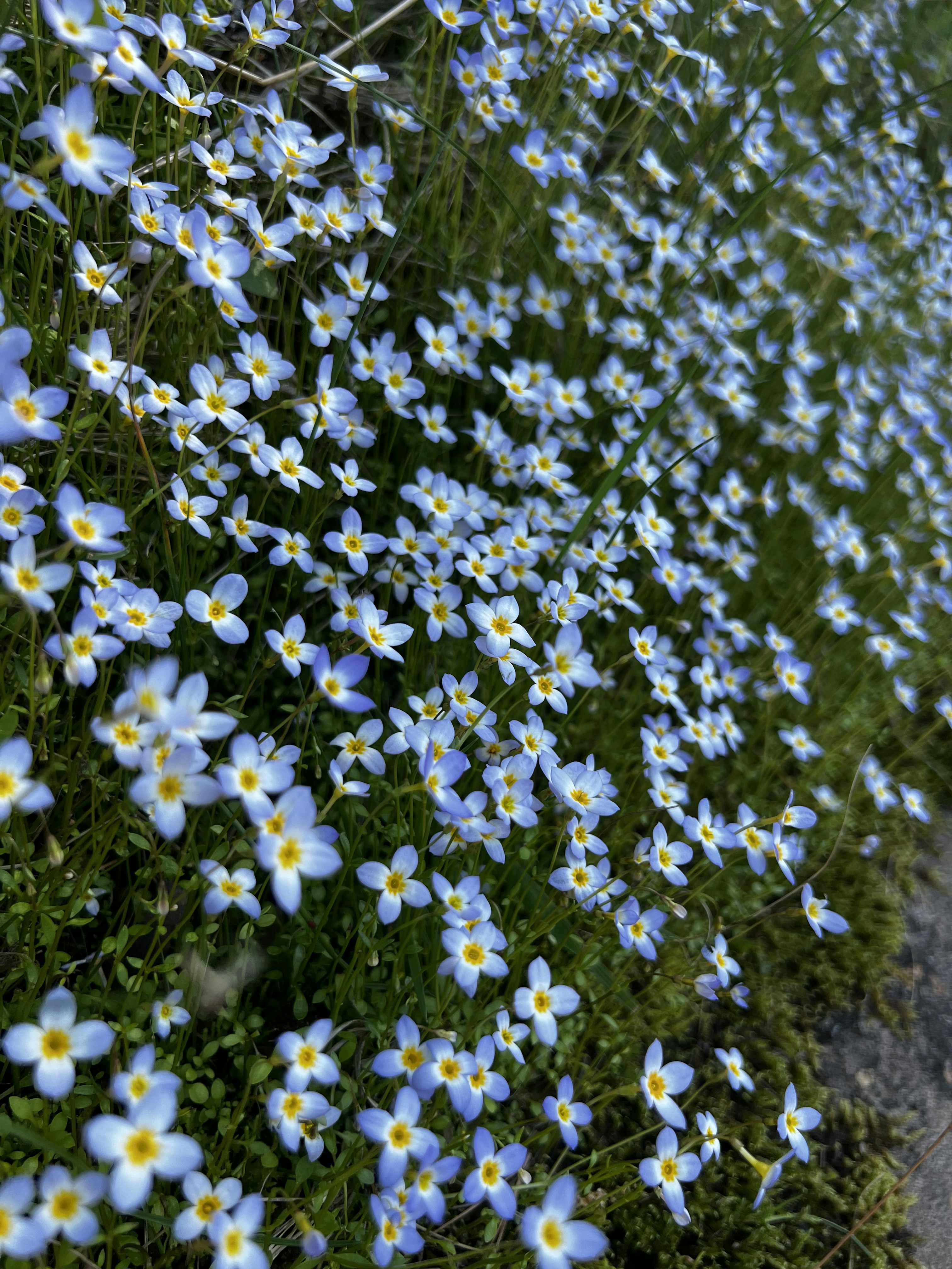a field of blue and yellow flowers next to a road