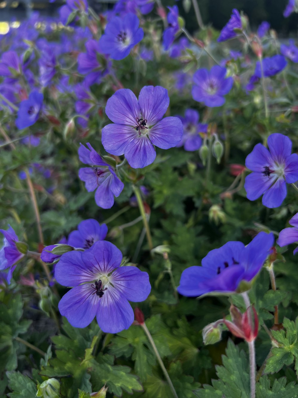 a bunch of purple flowers growing in a garden