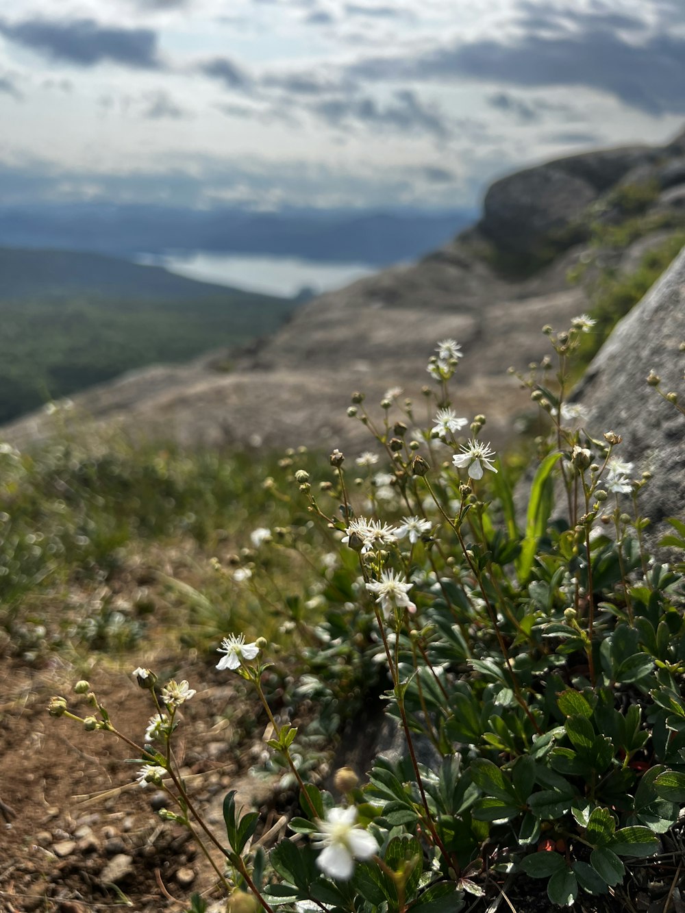a plant with white flowers on a rocky hillside
