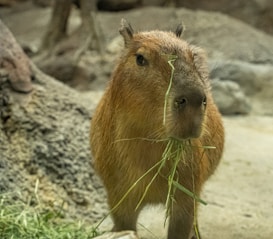 A capybara standing on a natural rocky surface with some grass in its mouth. The animal has coarse brown fur and the background includes blurred rocks and greenery.