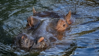 A hippopotamus partially submerged in water, with its eyes, ears, and nostrils visible above the surface. The water around it ripples gently, reflecting light and creating a textured surface.
