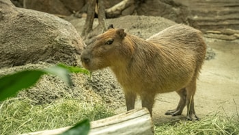 A capybara stands on a bed of grass surrounded by rocks and dirt. It appears calm and is positioned in a naturalistic habitat setting at a zoo or wildlife park.