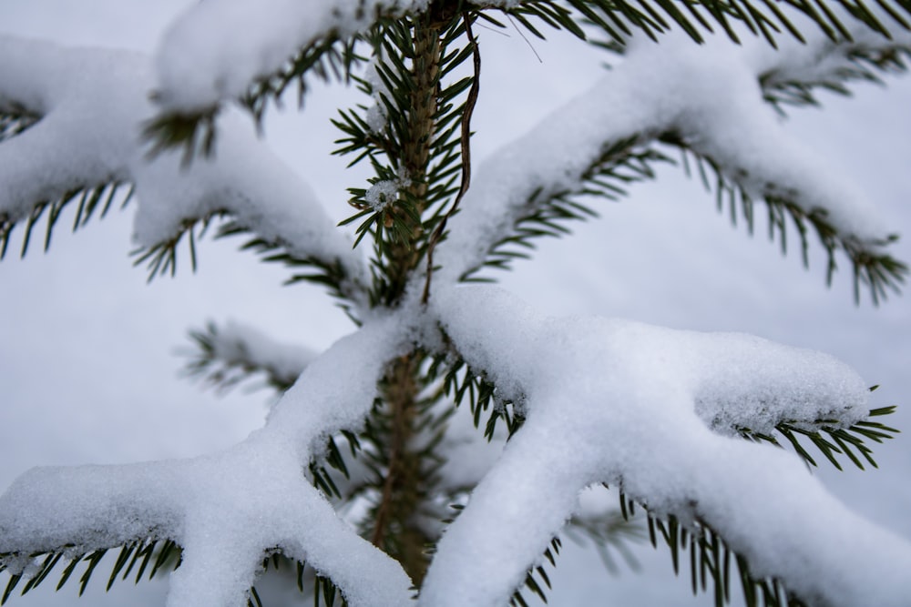 a close up of a pine tree with snow on it