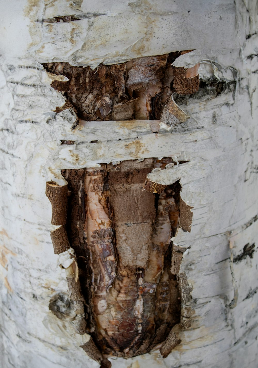a close up of a tree with peeling bark