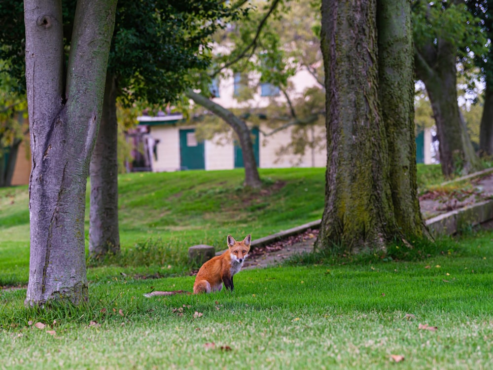 a fox sitting in the grass near some trees