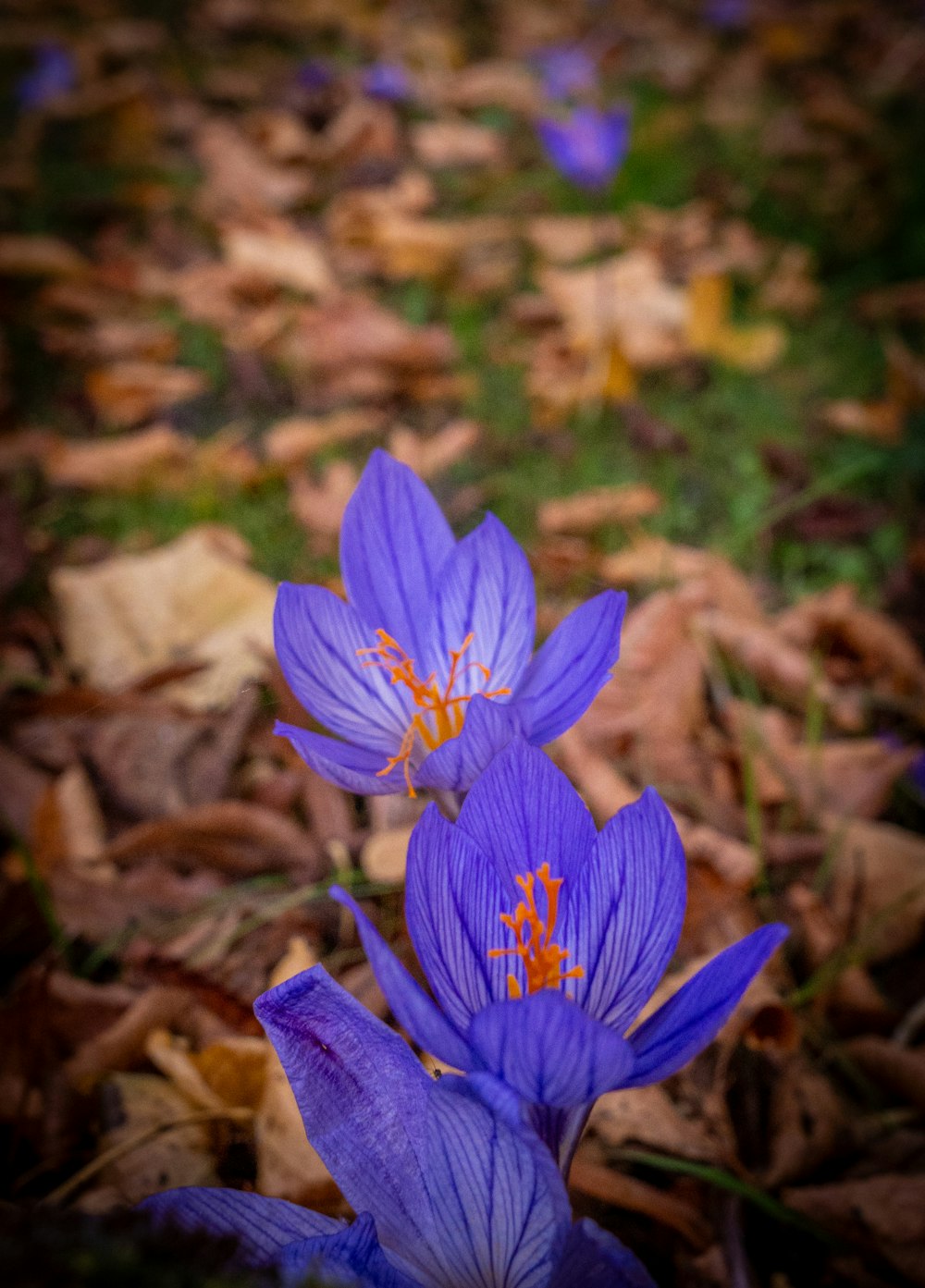 a couple of purple flowers sitting on top of a leaf covered ground