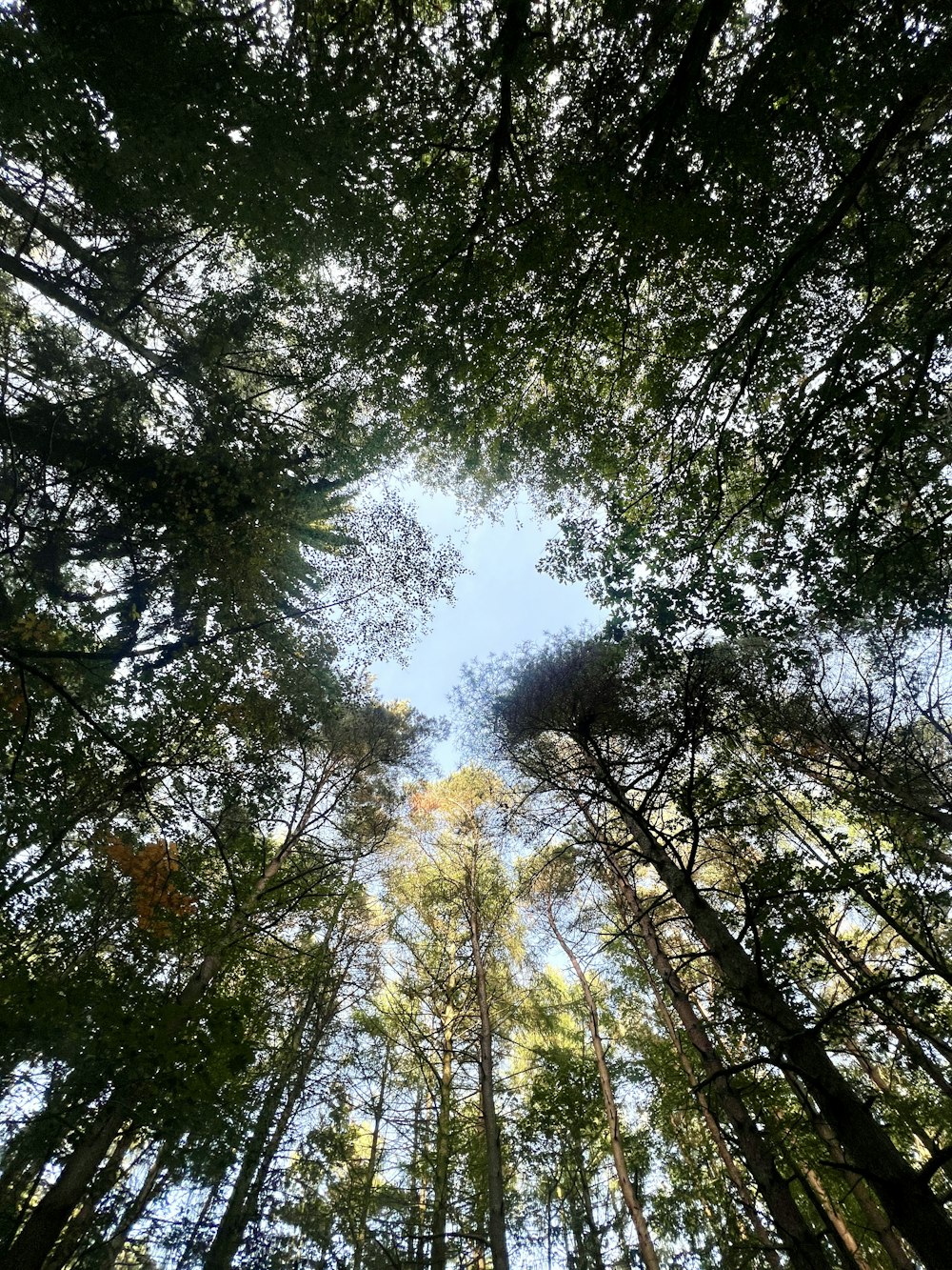 looking up at the tops of tall trees in a forest