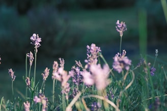 A peaceful meditation circle bathed in soft lavender light, fostering calm and focus.