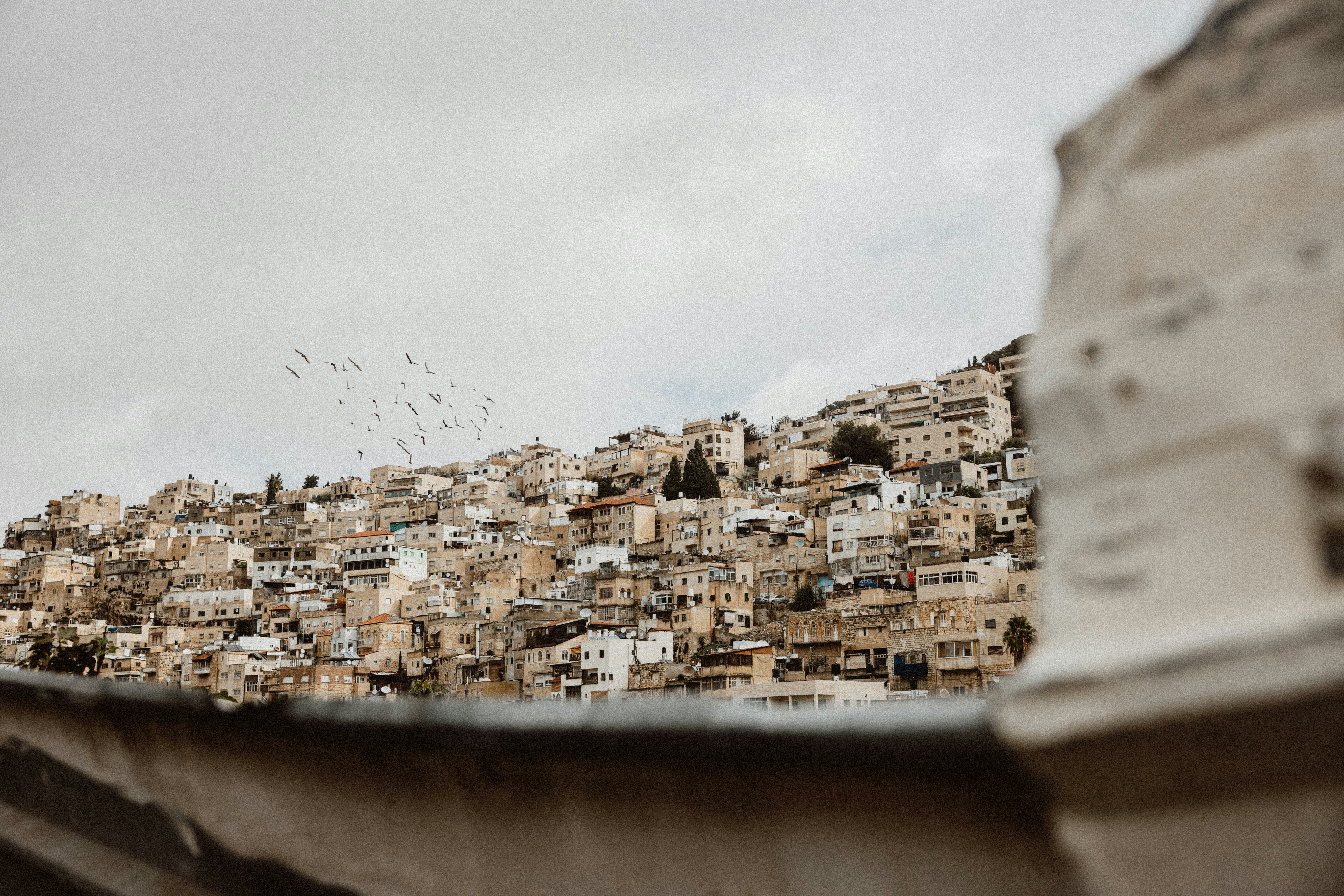 a large group of birds flying over a city, Community in Jerusalem.