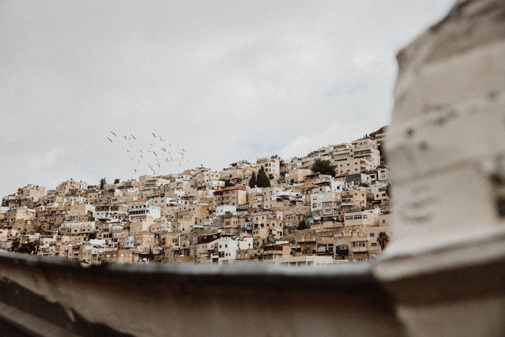 a large group of birds flying over a city