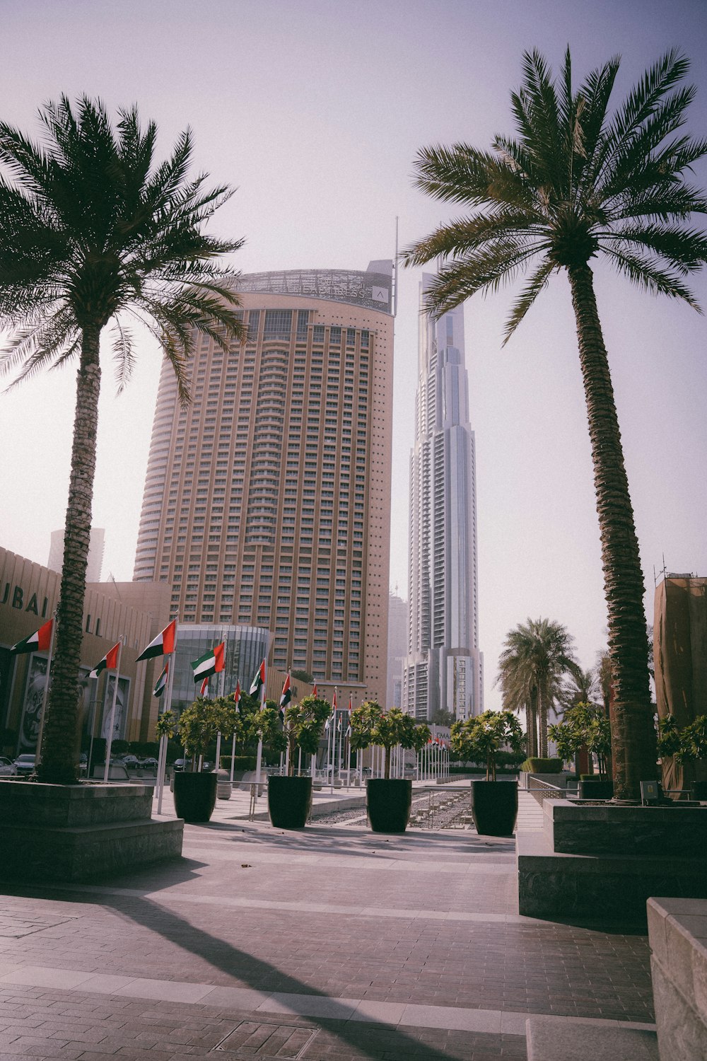 palm trees in front of a tall building