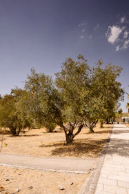 A serene Mediterranean garden with drought-resistant plants and native olive trees.