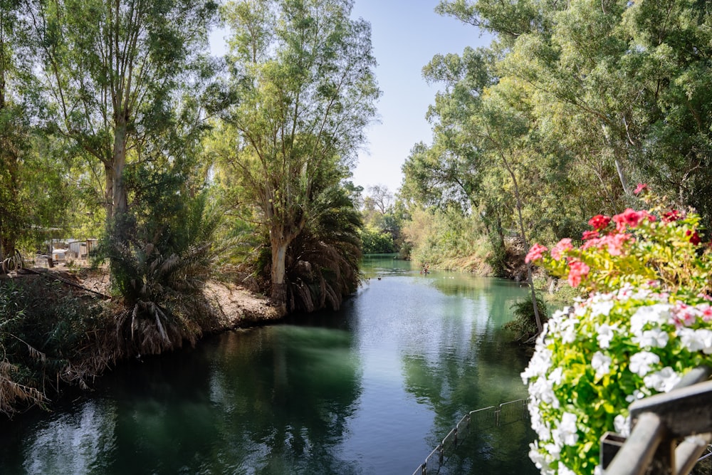 a river running through a lush green forest