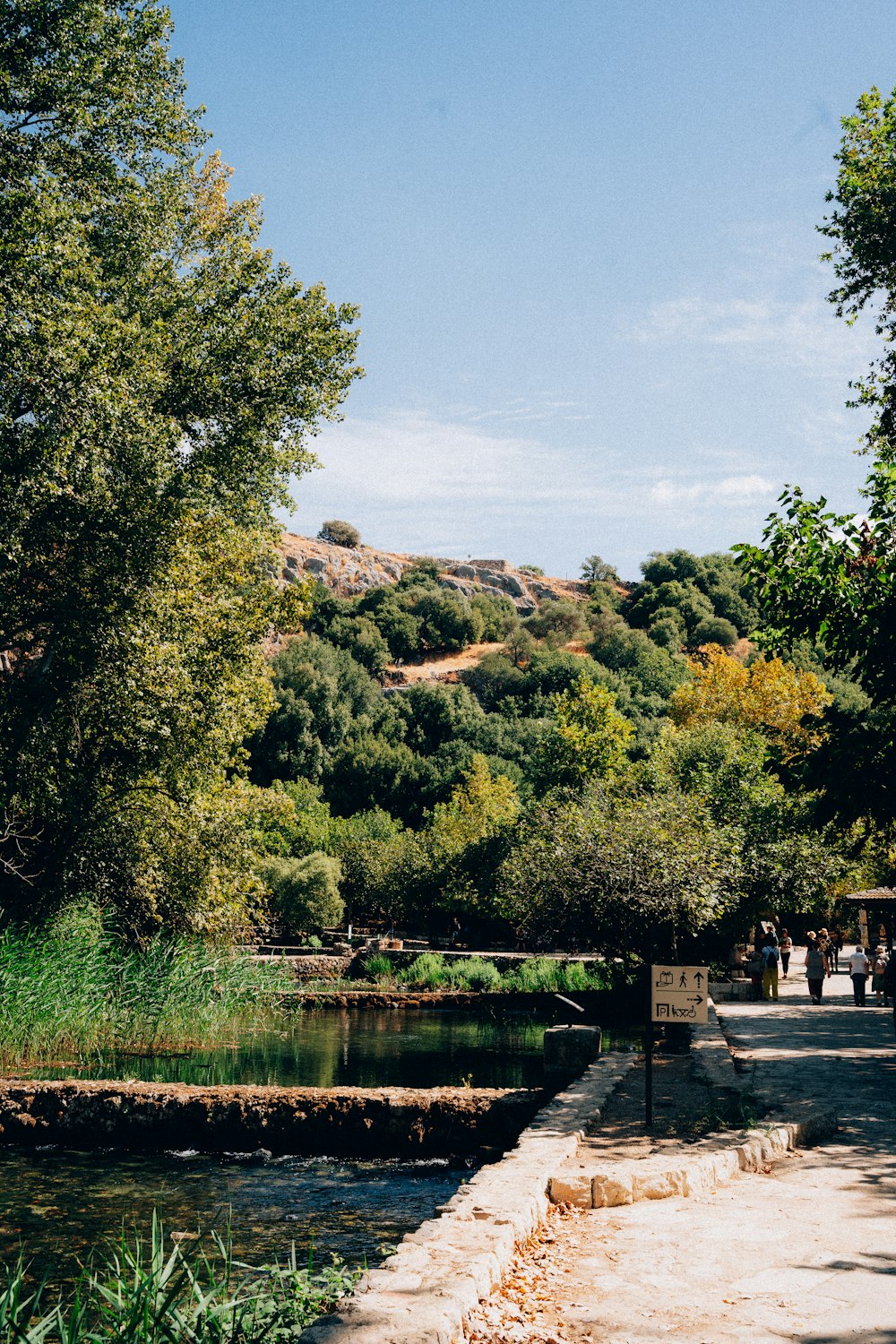 Un río que atraviesa un frondoso bosque verde