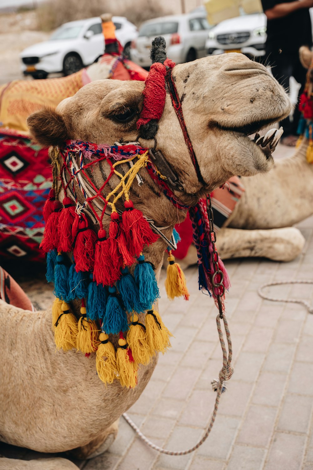 a close up of a camel on a street