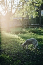 A small lamb is grazing on lush green grass in a meadow with sunlight streaming through the trees, casting long shadows. The scene is serene and backlit by a soft, warm glow, highlighting the fresh greenery of the grass and foliage.