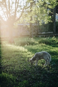 A small lamb is grazing on lush green grass in a meadow with sunlight streaming through the trees, casting long shadows. The scene is serene and backlit by a soft, warm glow, highlighting the fresh greenery of the grass and foliage.
