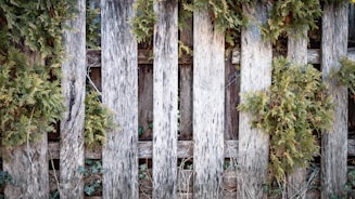 Clean stone driveway and wooden garden fence after professional cleaning