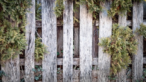 Rustic pine fence panel blending naturally with a backyard garden setting.