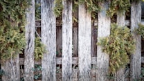 Weathered wooden fence panels interspersed with patches of lush, green foliage, giving a rustic and natural appearance.