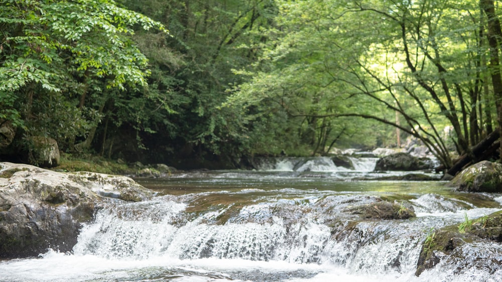 a stream running through a lush green forest