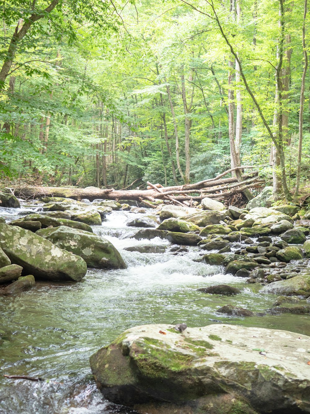 a stream running through a lush green forest